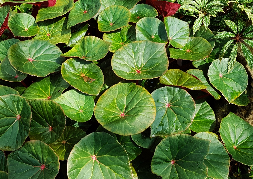 Begonie, Begonien, Begonia, Zimmerpflanze, Zimmerpflanzen, Begoniensammlung, Botanischer Garten Glasgow, Glasgow Botanic Garden, Schildblatt-Begonie, Begonia subscutatum