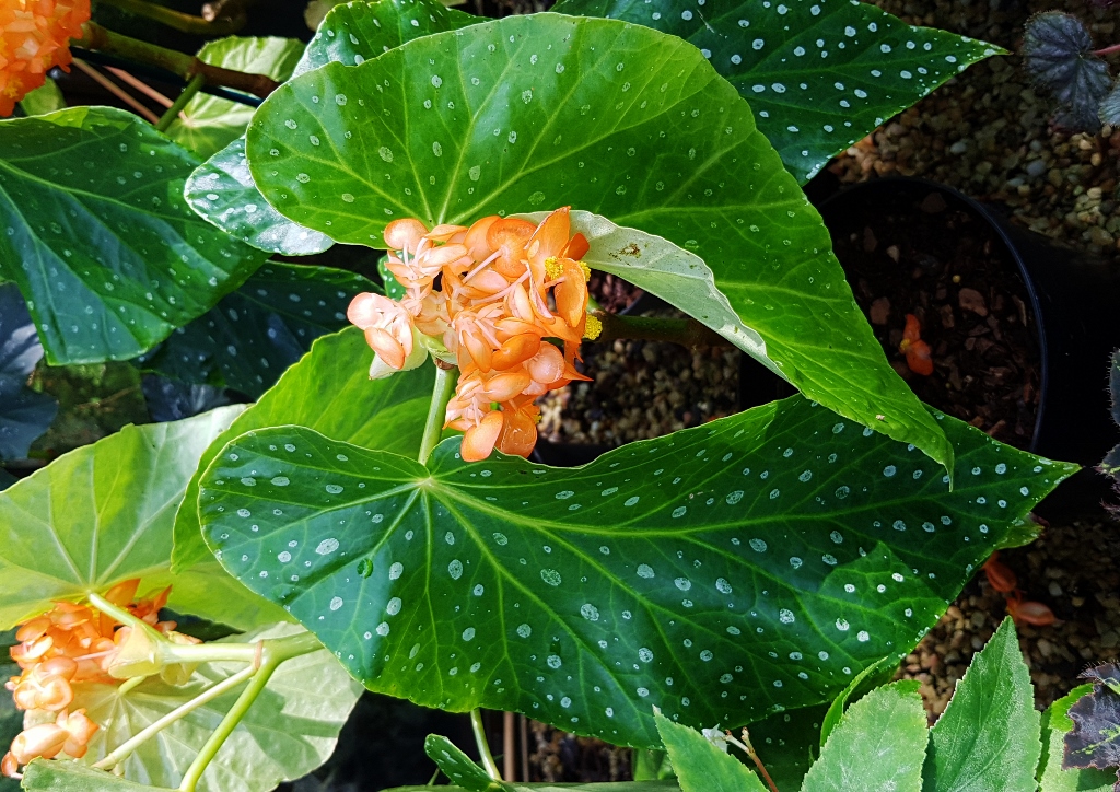 Begonie, Begonien, Begonia, Zimmerpflanze, Zimmerpflanzen, Begoniensammlung, Botanischer Garten Glasgow, Glasgow Botanic Garden, Gefleckte Begonie, Begonia dichroa