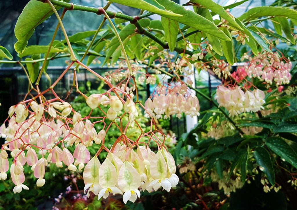Begonie, Begonien, Begonia, Zimmerpflanze, Zimmerpflanzen, Begoniensammlung, Botanischer Garten Glasgow, Glasgow Botanic Garden
