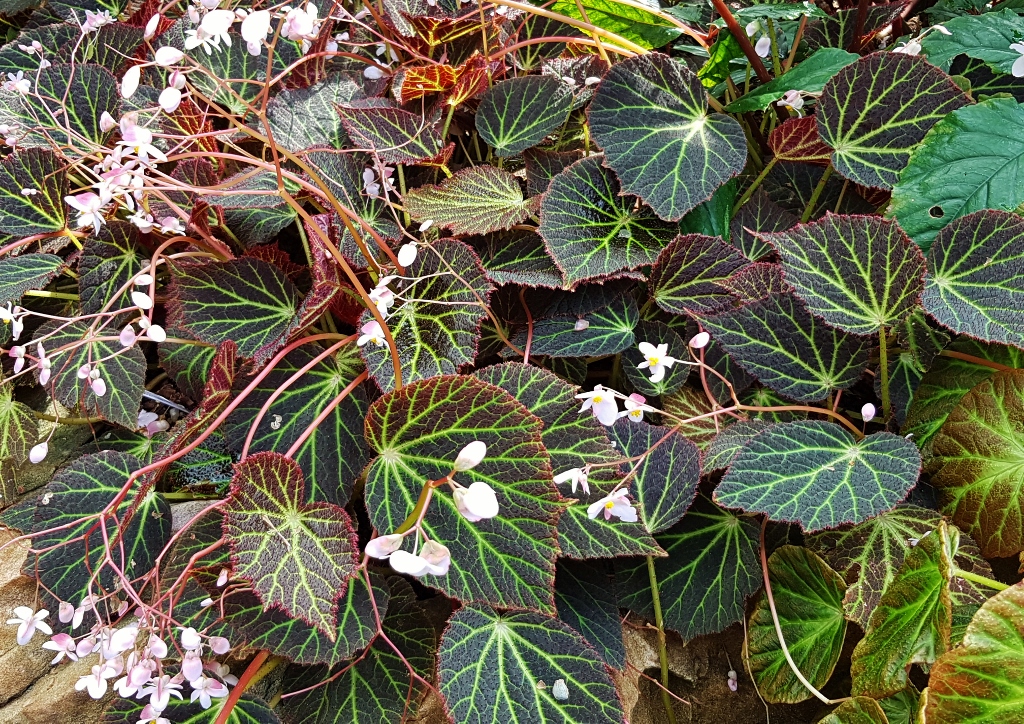 Begonie, Begonien, Begonia, Zimmerpflanze, Zimmerpflanzen, Begoniensammlung, Botanischer Garten Glasgow, Glasgow Botanic Garden