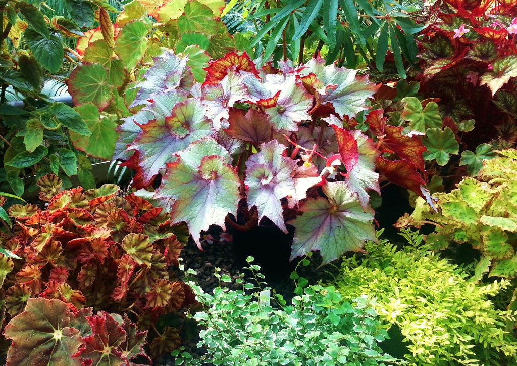 Begonie, Begonien, Begonia, Zimmerpflanze, Zimmerpflanzen, Begoniensammlung, Botanischer Garten Glasgow, Glasgow Botanic Garden