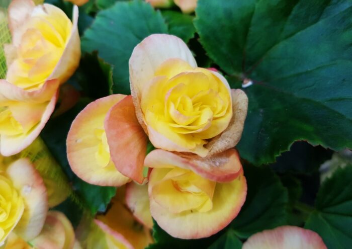 Begonie, Begonien, Begonia, Zimmerpflanzen, Begonien-Blüte