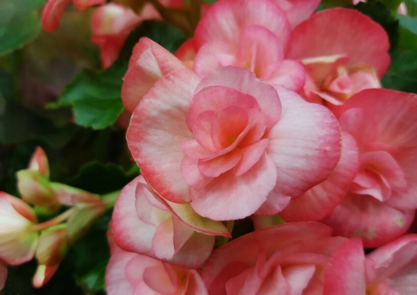 Begonie, Begonien, Begonia, Zimmerpflanzen, Begonien-Blüte