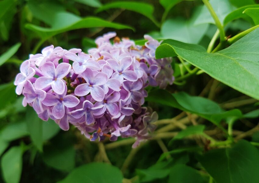 Flieder, Gemeiner Flieder, Syringa, Syringa vulgaris