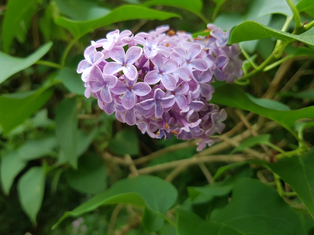 Flieder, Gemeiner Flieder, Syringa, Syringa vulgaris