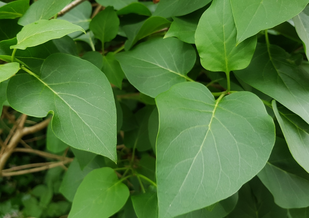Flieder, Gemeiner Flieder, Syringa, Syringa vulgaris