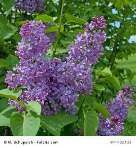 © M. Schuppich - Fotolia.com