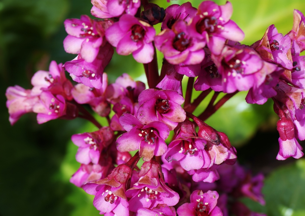 Bergenie, Bergenien, Bergenia, Bergenia cordifolia