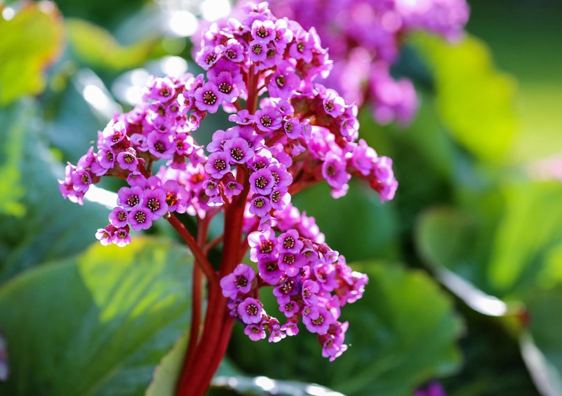 Bergenie, Bergenien, Bergenia, Bergenia cordifolia