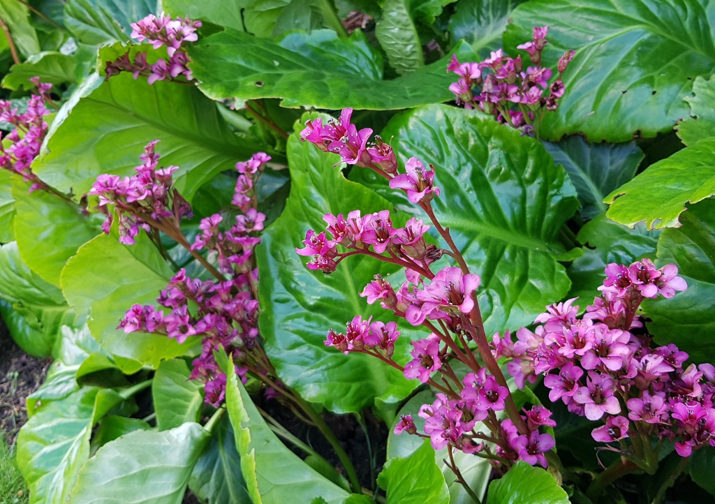 Bergenie, Bergenien, Bergenia, Bergenia cordifolia, Margery Fish