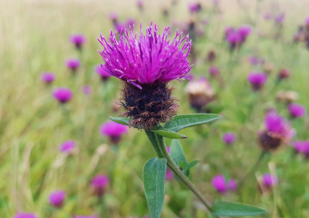 Flockenblume, Flockenblumen, Schwarze Flockenblume, Centaurea nigra