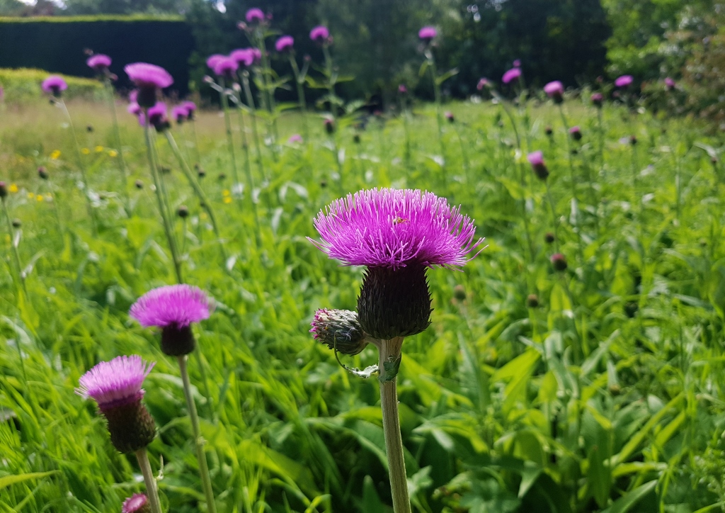 Flockenblume, Flockenblumen, Wiesen-Flockenblume, Centaurea, Centaurea jacea