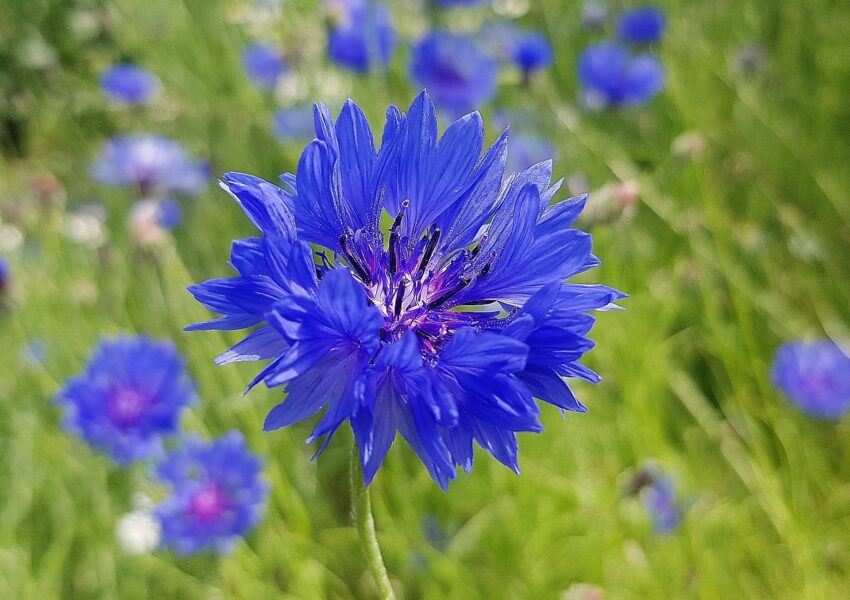 Kornblume, Kornblumen, Flockenblume, Flockenblumen, Centaurea, Centaurea cyanus