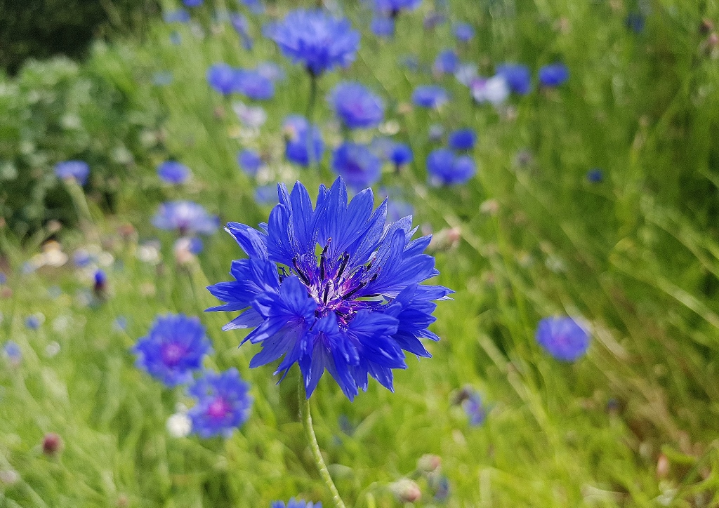 Kornblume, Kornblumen, Flockenblume, Flockenblumen, Centaurea, Centaurea cyanus