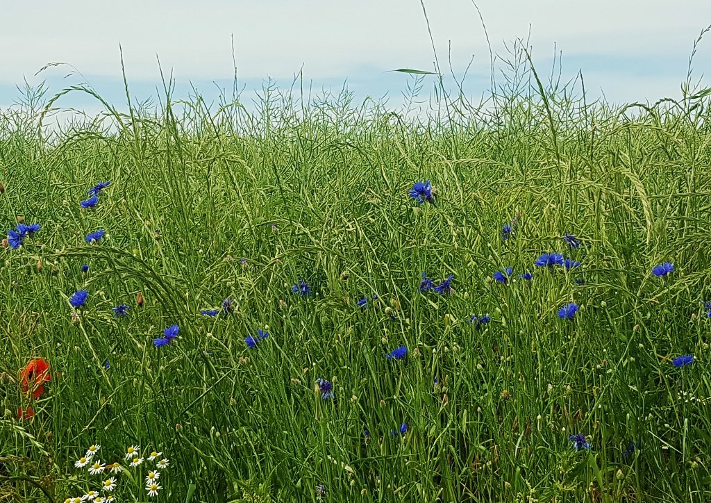 Kornblume, Kornblumen, Flockenblume, Flockenblumen, Centaurea, Centaurea cyanus, Kormblumenwiese