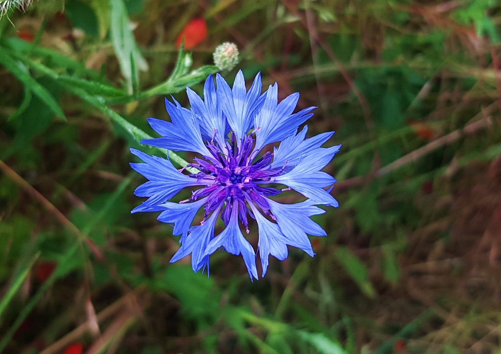 Kornblume, Kornblumen, Flockenblume, Flockenblumen, Centaurea, Centaurea cyanus