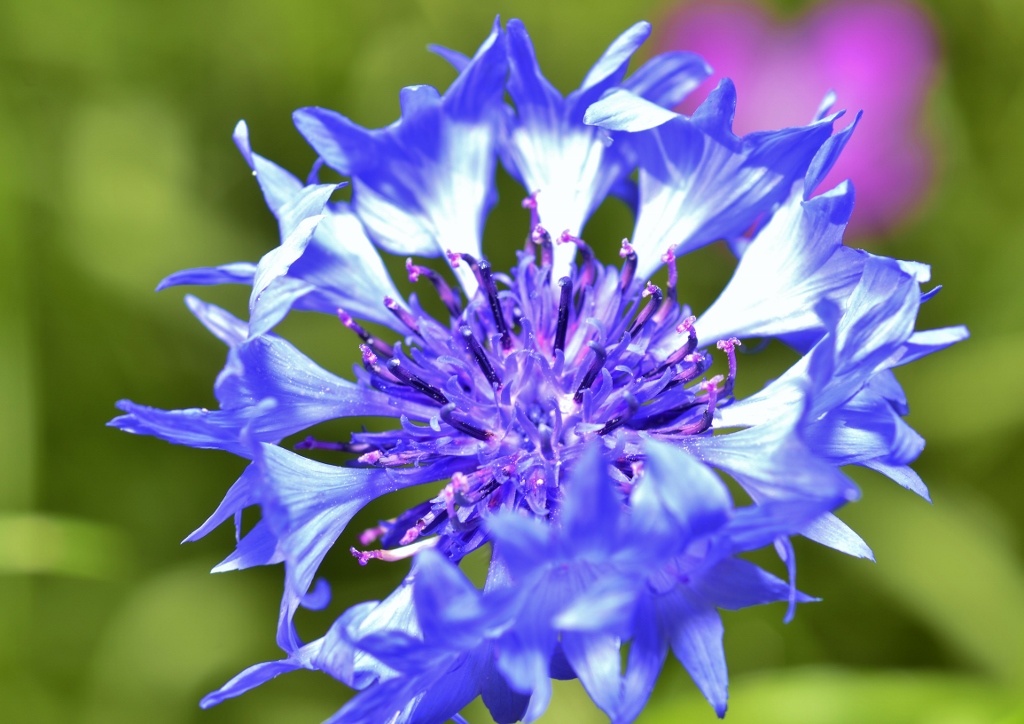 Kornblume, Kornblumen, Flockenblume, Flockenblumen, Centaurea, Centaurea cyanus