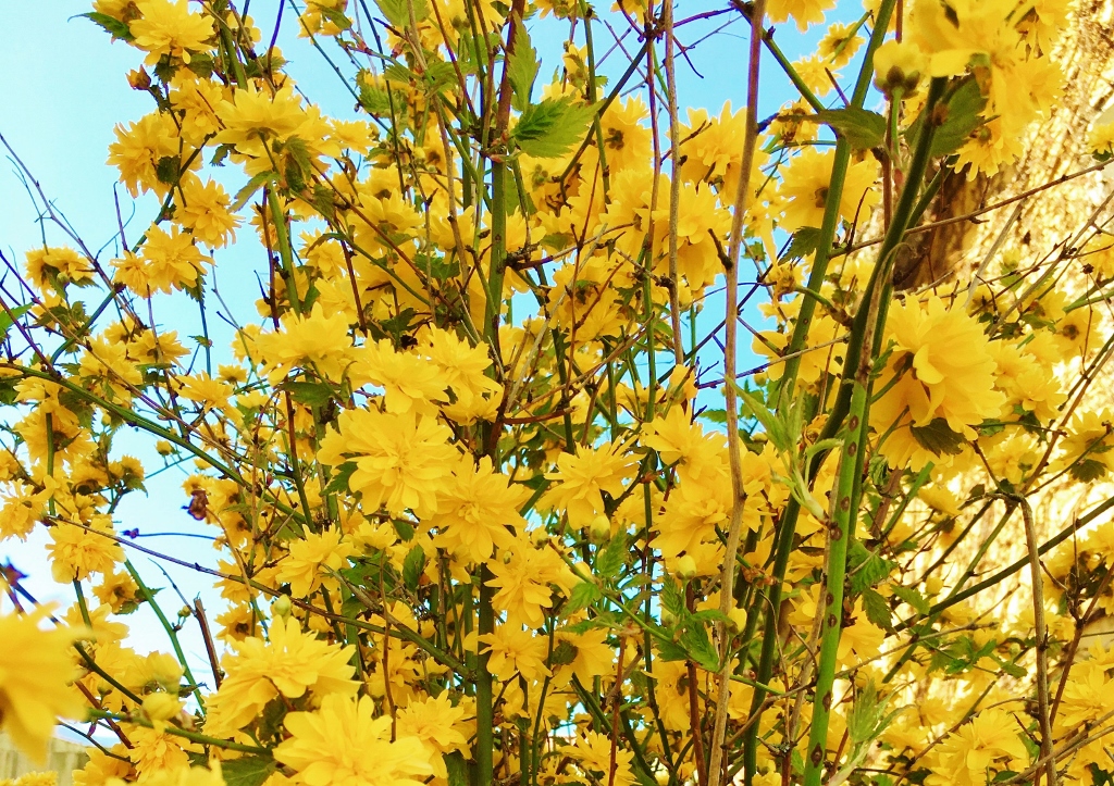Ranunkelstrauch, Kerria, Kerrie, Japanische Kerrie, Kerria japonica, 山吹, Yamabuki, Japanisches Goldröschen, Goldröschen, Pleniflora