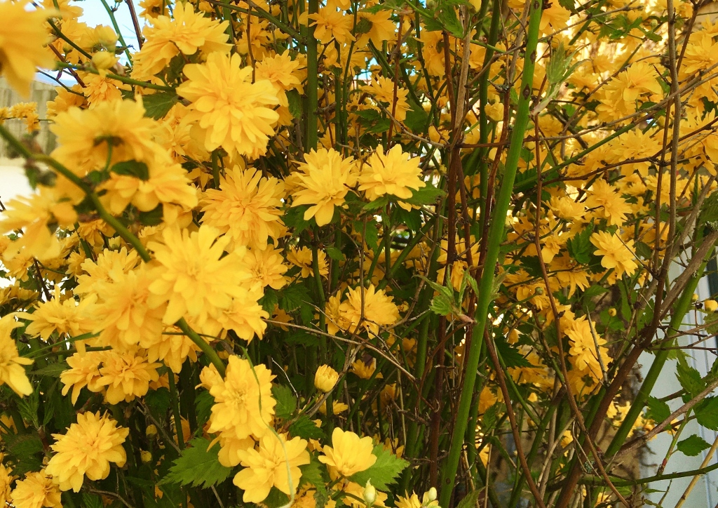 Ranunkelstrauch, Kerria, Kerrie, Japanische Kerrie, Kerria japonica, 山吹, Yamabuki, Japanisches Goldröschen, Goldröschen, Pleniflora
