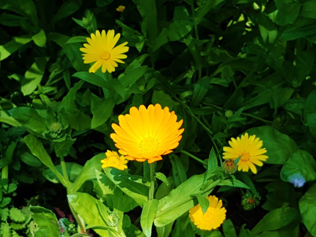 Ringelblume, Ringelblumen, Calendula, Ringelblumenblüte, Ringelblumenblüten