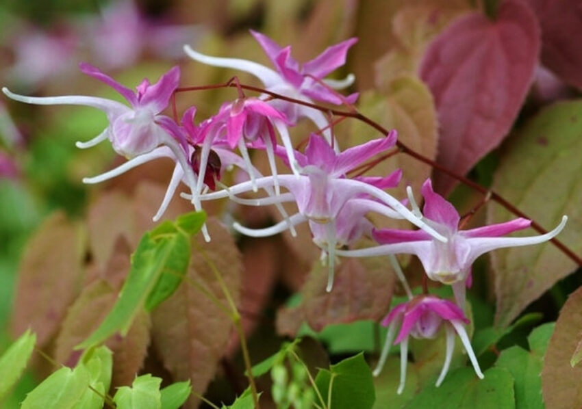 Epimedium, Epimedium rubrum, Rubin-Elfenblume, Galadriel