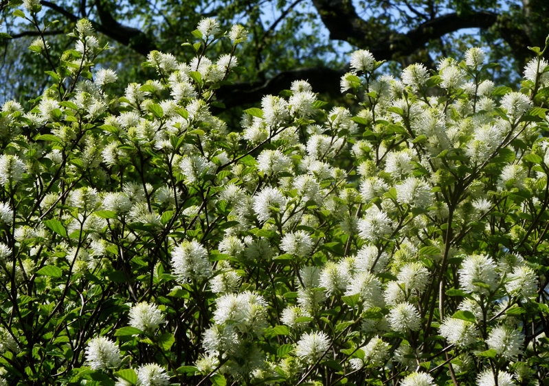 Federbuschstrauch, Fothergilla