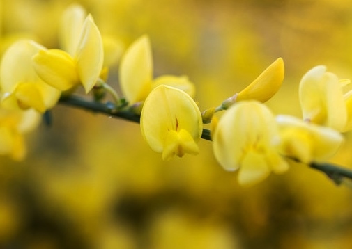 Ginster, Genista
