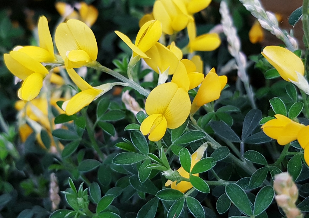 Ginster, Genista, Ginster schneiden