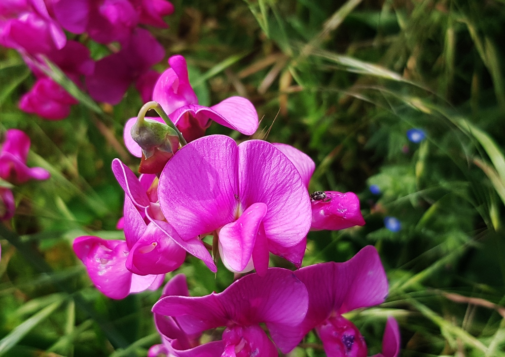 Ginster, Geißklee, Zwergginster, Rosenginster, Cytisus, Cytisus purpureus