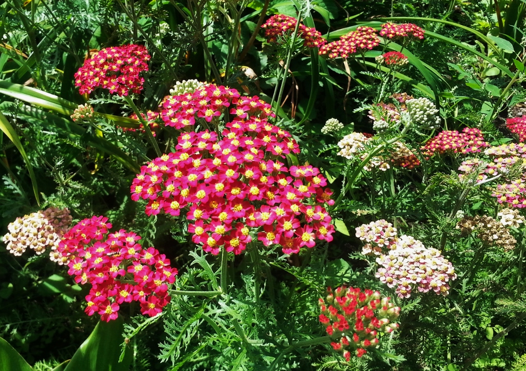 Schafgarbe, Achillea, Gewöhnliche Schafgarbe, Achillea millefolium, Rubra Rojo