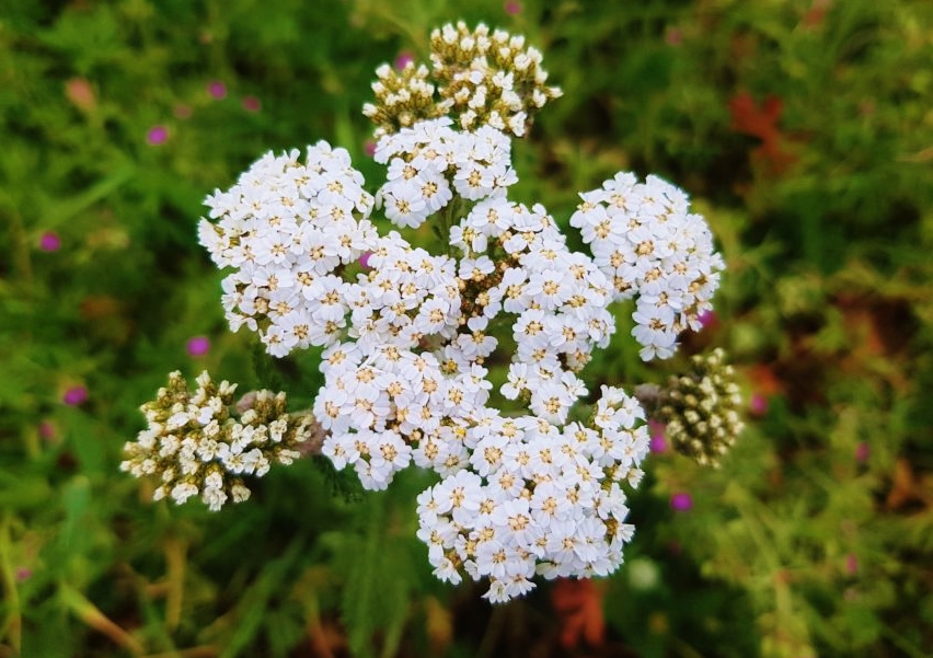 Schafgarbe, Achillea, Gewöhnliche Schafgarbe, Achillea millefolium