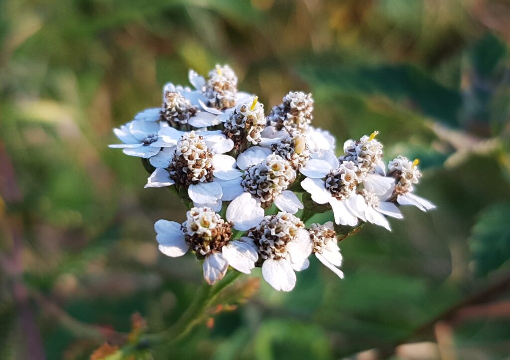 Schafgarbe, Achillea, Gewöhnliche Schafgarbe, Achillea millefolium