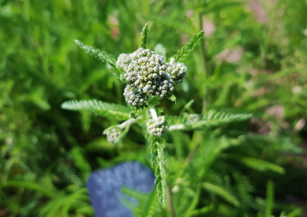 Schafgarbe, Achillea, Gewöhnliche Schafgarbe, Achillea millefolium