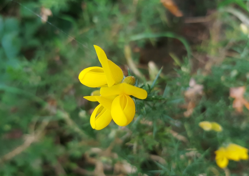 Ginster, Stechginster, Europäischer Stechginster, Ulex, Ulex europaeus