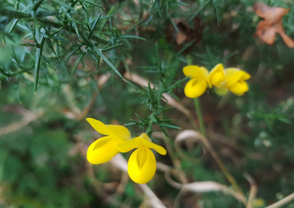 Ginster, Stechginster, Europäischer Stechginster, Ulex, Ulex europaeus