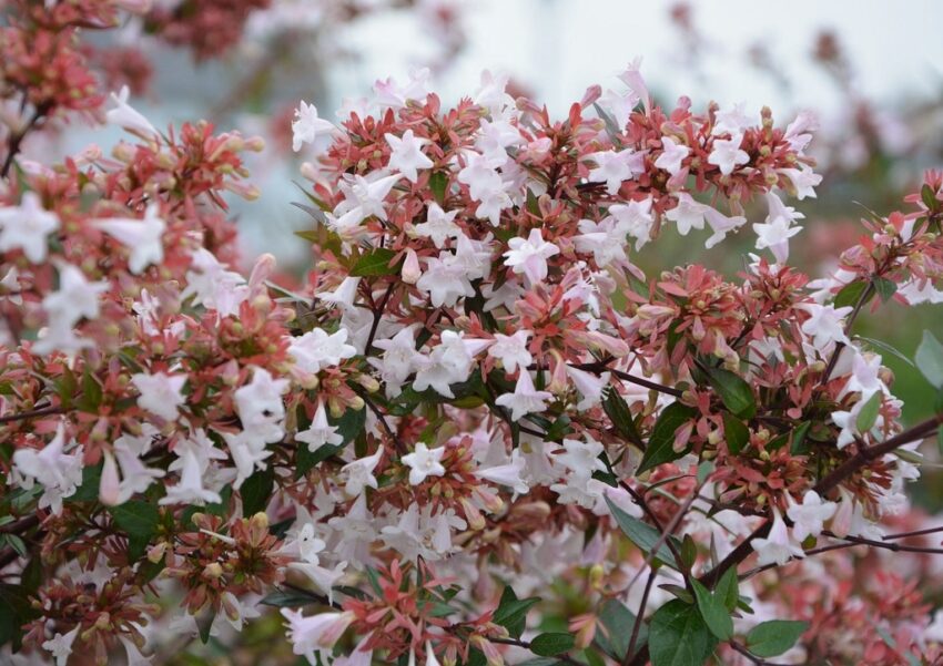 Abelie, Abelia, Großblütige Abelie, Abelia ×grandiflora