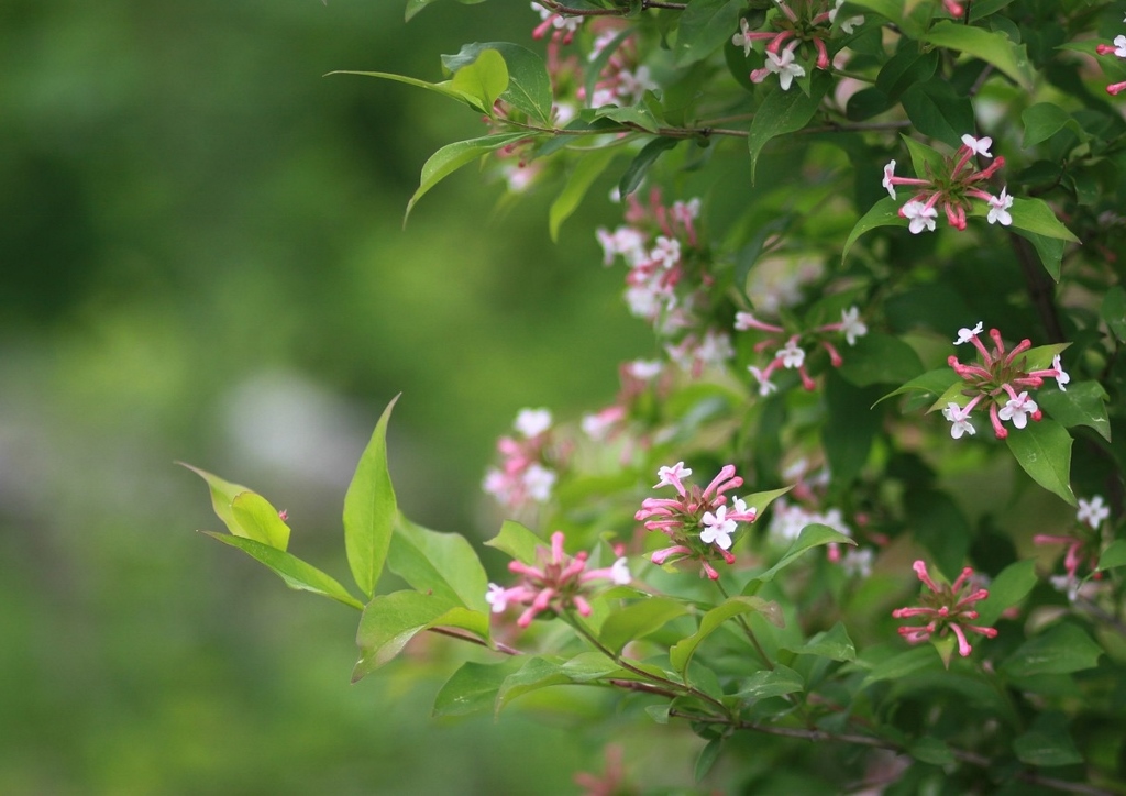 Abelie, Abelia, Großblütige Abelie, Abelia ×grandiflora
