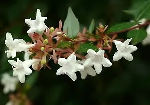 Abelie, Abelia