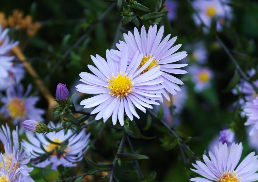 Aster, Astern, Berg-Aster, Aster amellus