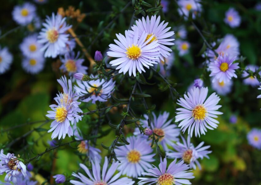 Korbblütler, Aster, Astern, Berg-Aster, Aster amellus