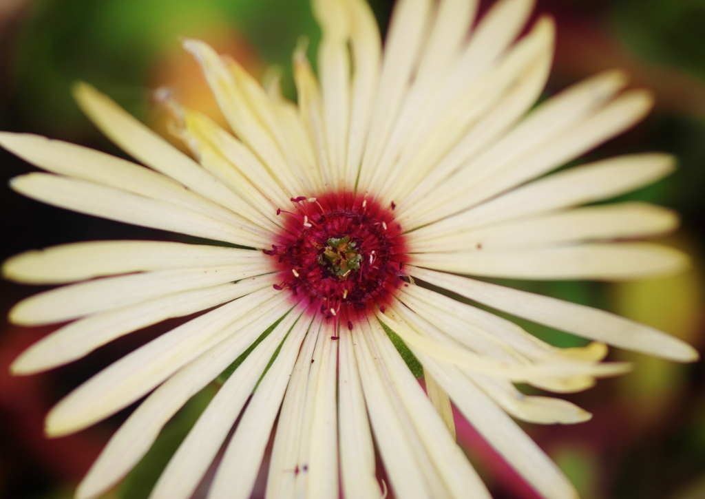 Aster, Astern, Herbstaster, Waldaster, Weiße Waldaster, Eurybia divaricata