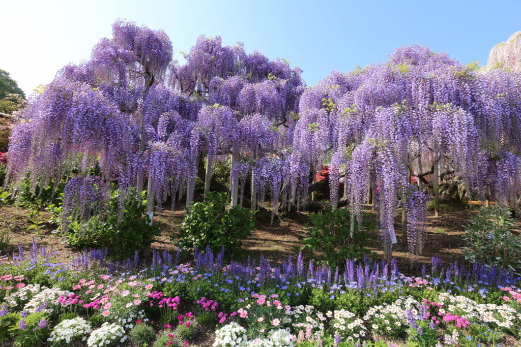 Blauregen, Wisteria