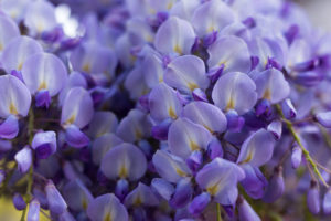 Blauregen, Wisteria