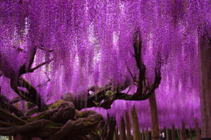 Blauregen, Wisteria