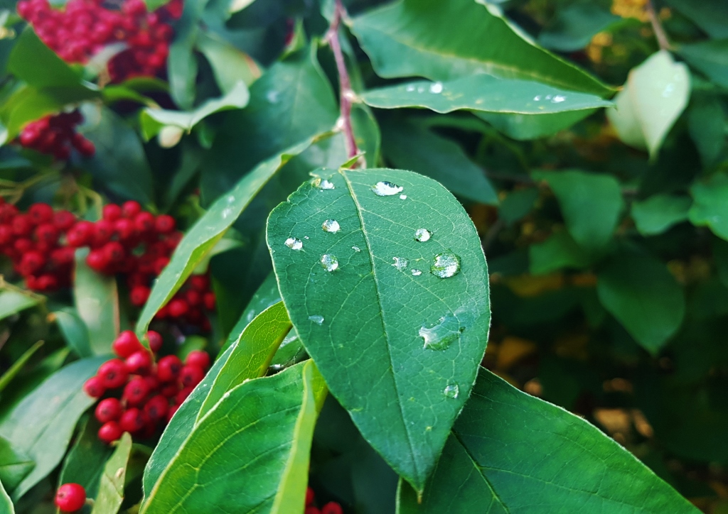 Feuerdorn, Mittelmeer-Feuerdorn, Pyracantha, Pyracantha coccinea