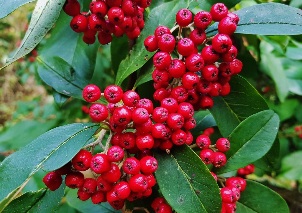 Feuerdorn, Mittelmeer-Feuerdorn, Pyracantha, Pyracantha coccinea