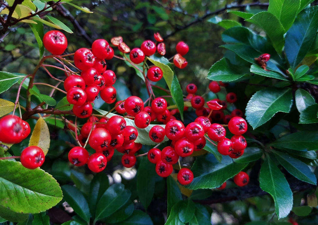 Feuerdorn, Mittelmeer-Feuerdorn, Pyracantha, Pyracantha coccinea