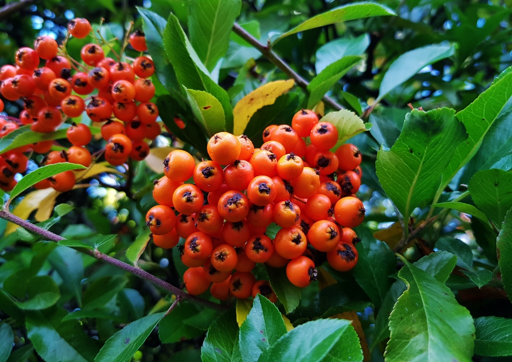 Feuerdorn pflanzen, Feuerdorn, Mittelmeer-Feuerdorn, Pyracantha, Pyracantha coccinea, Orange Glow