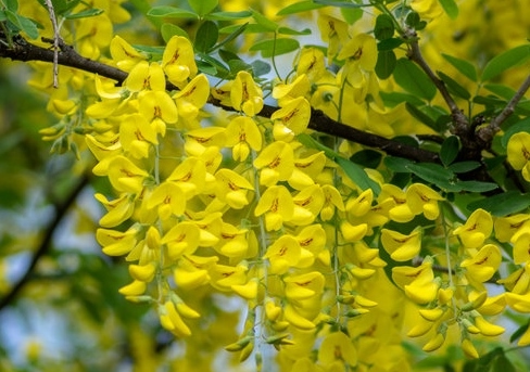 Goldregen, Gewöhnlicher Goldregen, Laburnum, Laburnum anagyroides