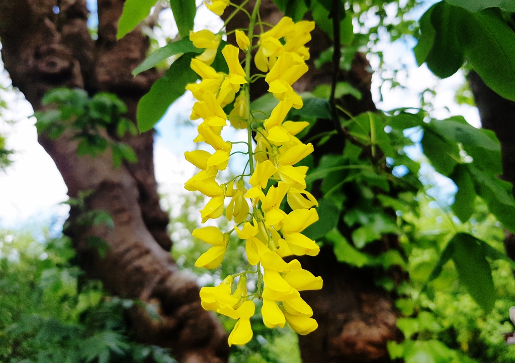 Goldregen, Laburnum